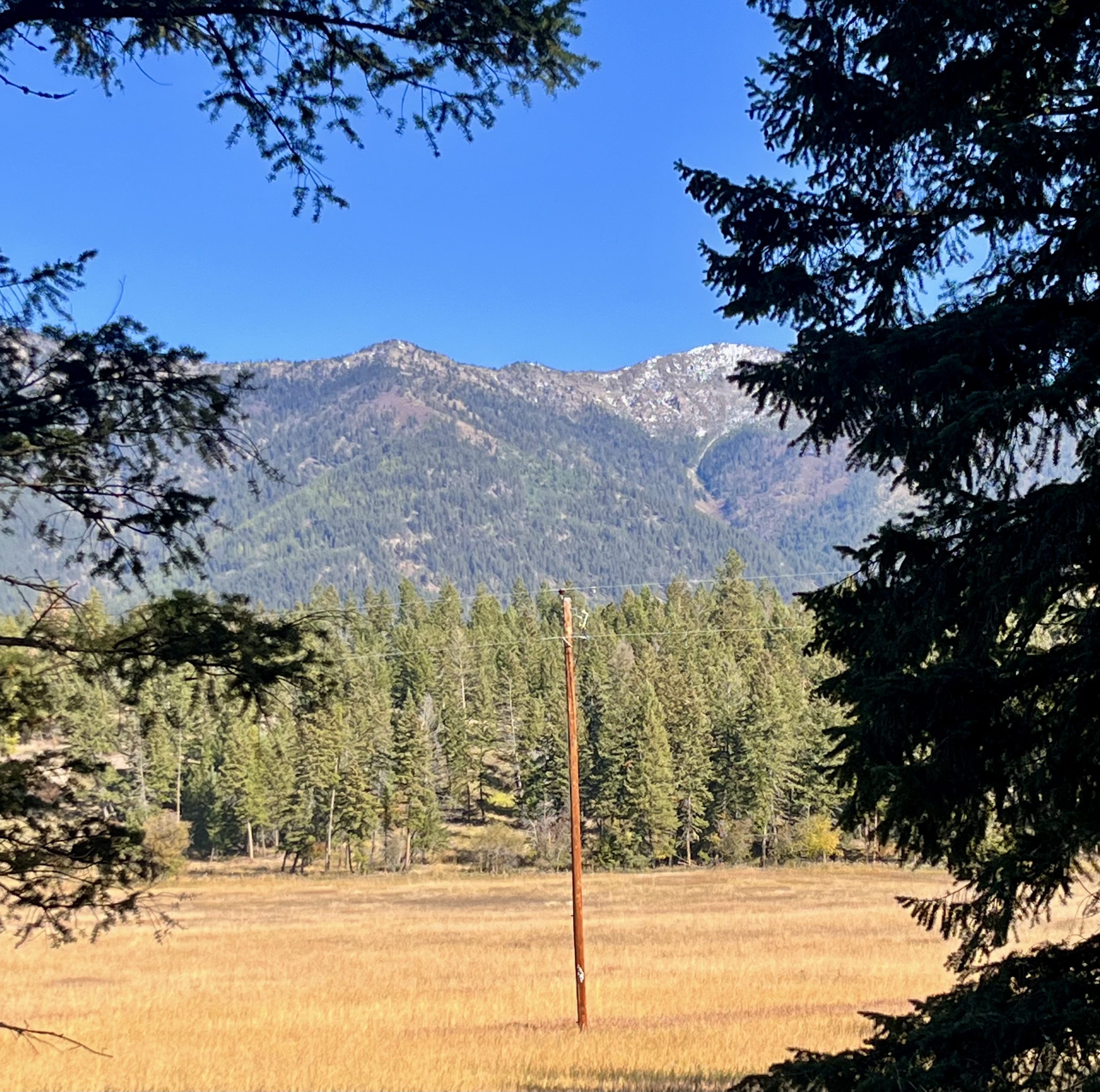 Utility pole in a grassy clearing with forested mountains in the background.